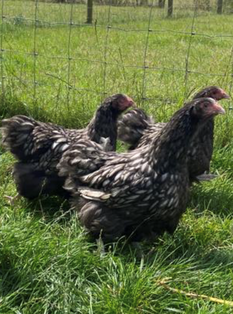 Silver Laced Orpington