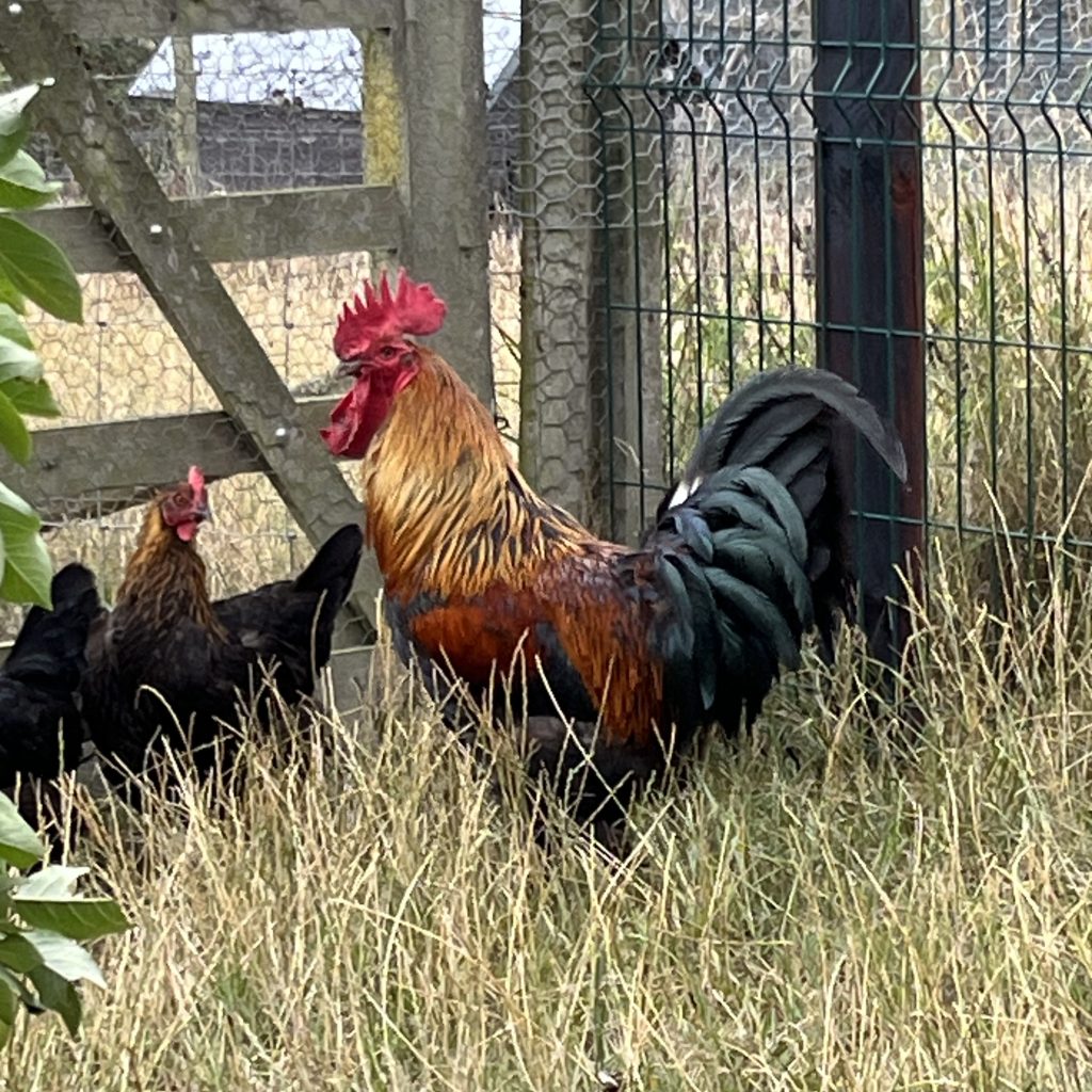 French Copper Black Moran LF