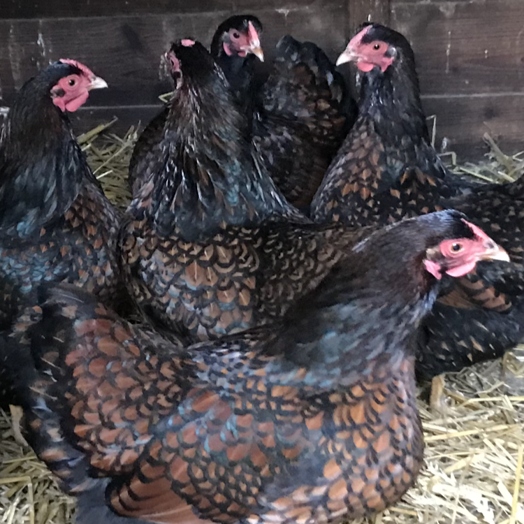Gold Laced Wyandotte LF
