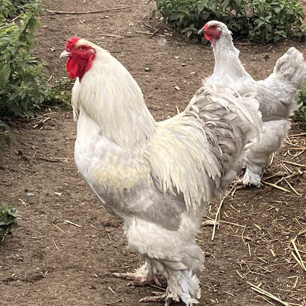 Lavender Brahma LF