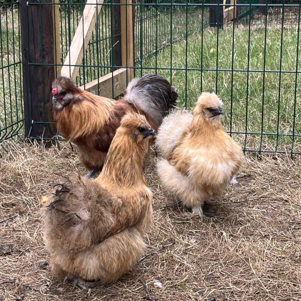 Mixed Colour Silkies Bantam