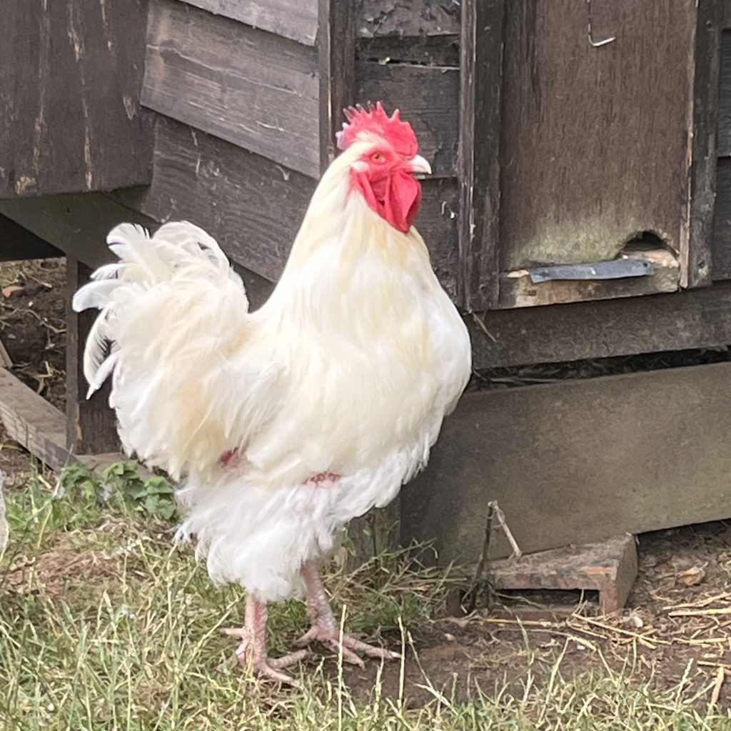 White Orpinton LF